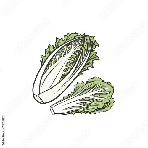 Illustration of two halves of chinese cabbage on a white background