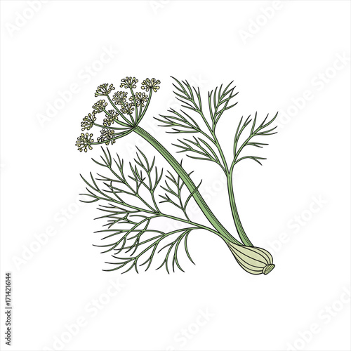 Illustration of a dill plant with feathery leaves and flower heads