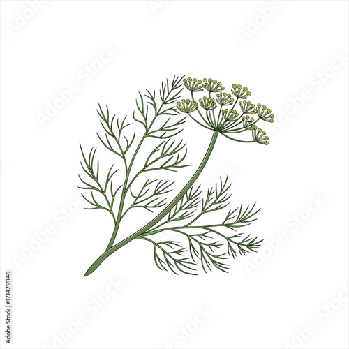 Illustration of a dill plant with feathery leaves and yellow flowers