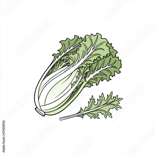 Illustration of a fresh napa cabbage and a single leaf
