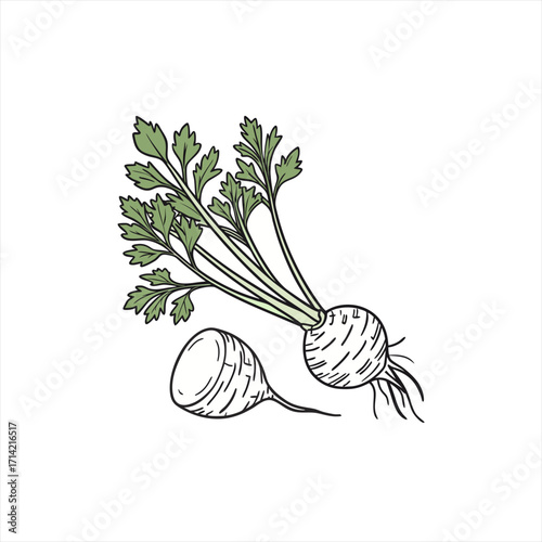 Hand drawn illustration of fresh celeriac root vegetable with green leaves