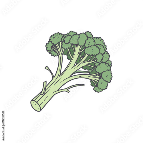 Hand drawn illustration of a fresh green broccoli stalk on white background