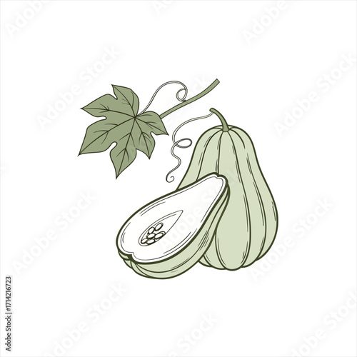 Chayote squash with leaf and vine illustration