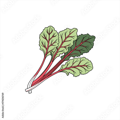 Illustration of fresh beet greens with red stems on a white background
