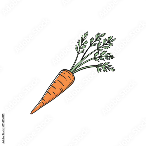 A single orange carrot with green leafy tops on a white background