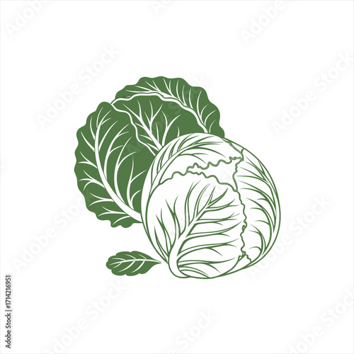 Stylized green cabbage illustration on white background