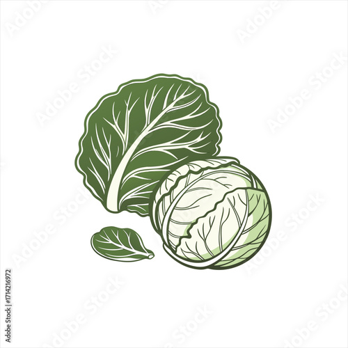 Green cabbage and leaves illustration on white background