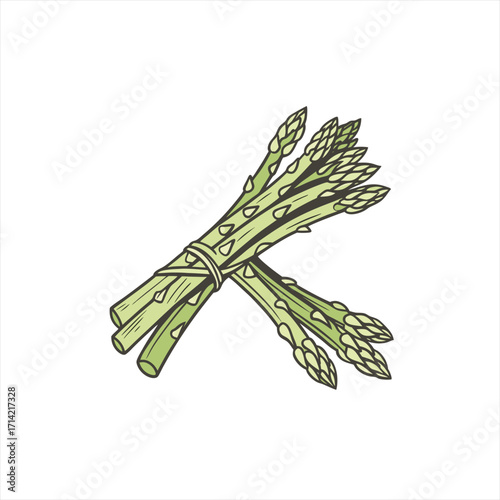 Hand drawn illustration of a bunch of fresh green asparagus tied with string