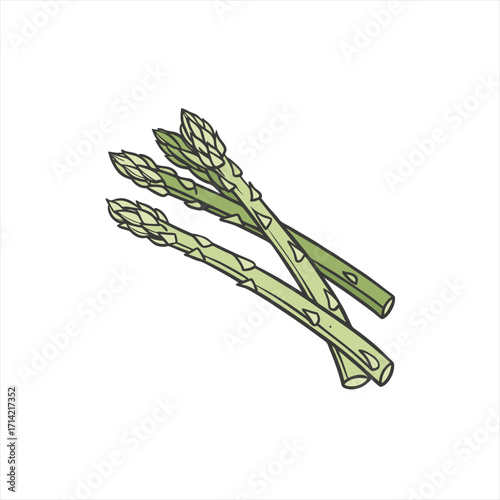 Hand drawn illustration of fresh green asparagus spears on white background