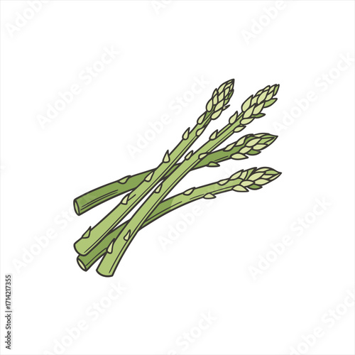 Illustration of fresh green asparagus spears on a white background