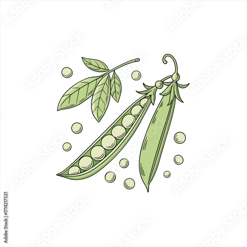 Hand drawn illustration of fresh green peas and leaves on white background