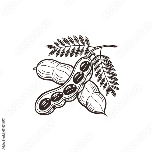 Illustration of peanuts and leaves on a white background