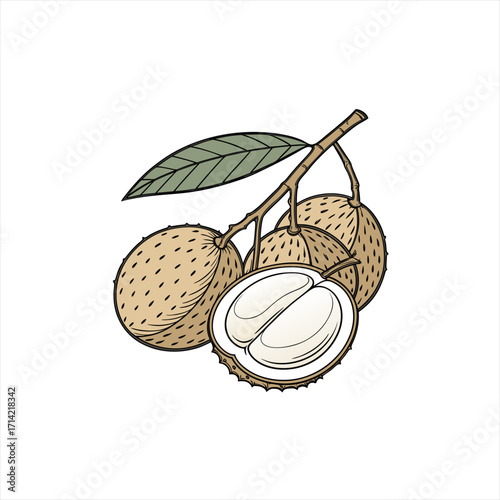 Soursop fruit illustration with leaf on branch