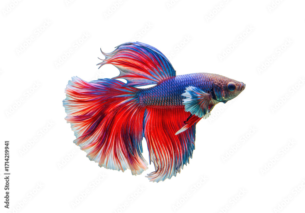 Fototapeta premium Isolated Siamese fighting fish, Betta splendens, with red and blue fins and scales