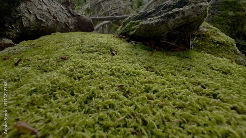 Dense vegetation with moss in the forest.