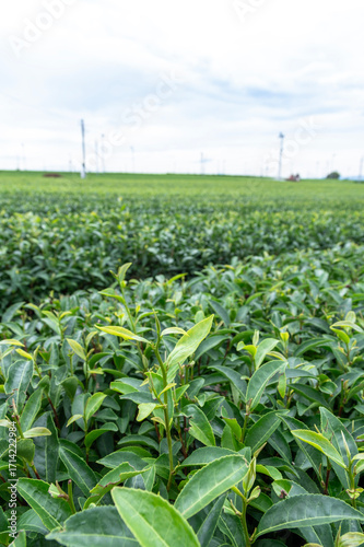 狭山市茶畑の風景
