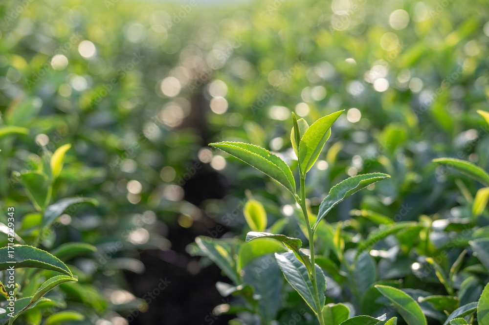 Obraz premium 逆光に照らされる狭山茶畑の茶葉