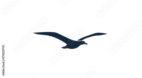 Dark silhouette of a flying seagull in mid air.