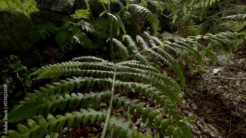 Dense vegetation with moss in the forest.