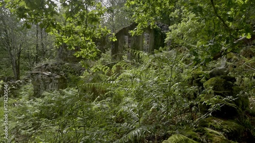 Dense vegetation with moss in the forest.