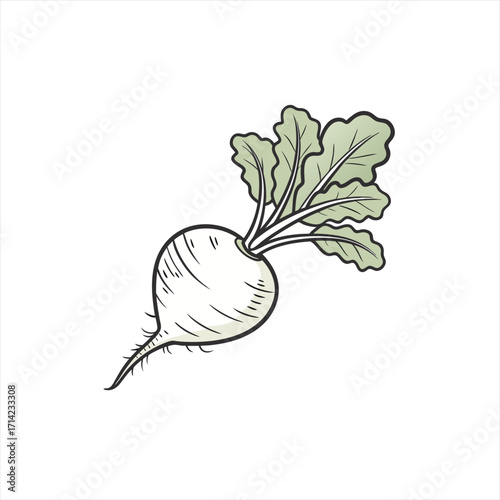 Hand drawn illustration of a white radish with green leaves on a white background