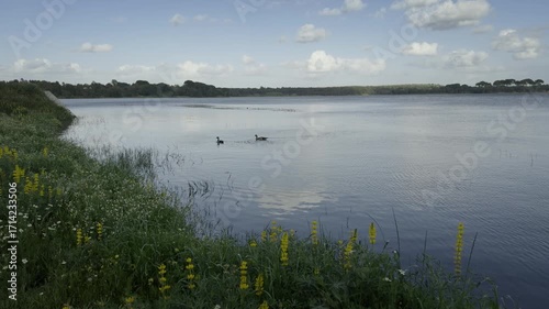 Barragem de salvaterra de magos com 2 patos.