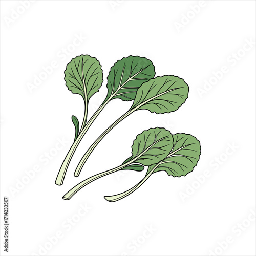 Illustration of fresh green kale leaves with visible veins