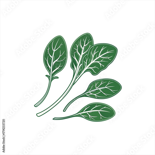 Fresh green spinach leaves illustration on white background