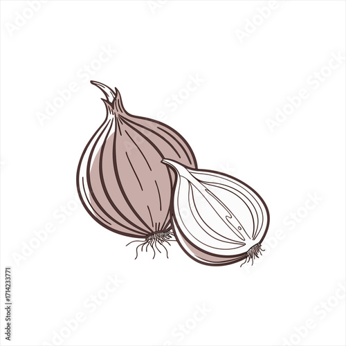 Simple illustration of a whole onion and a halved onion