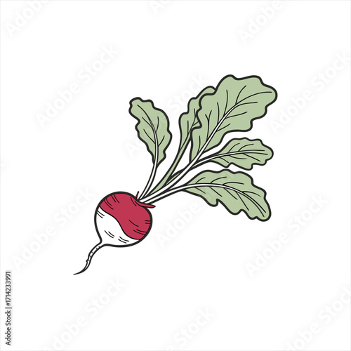 Illustration of a fresh radish with green leaves on a white background