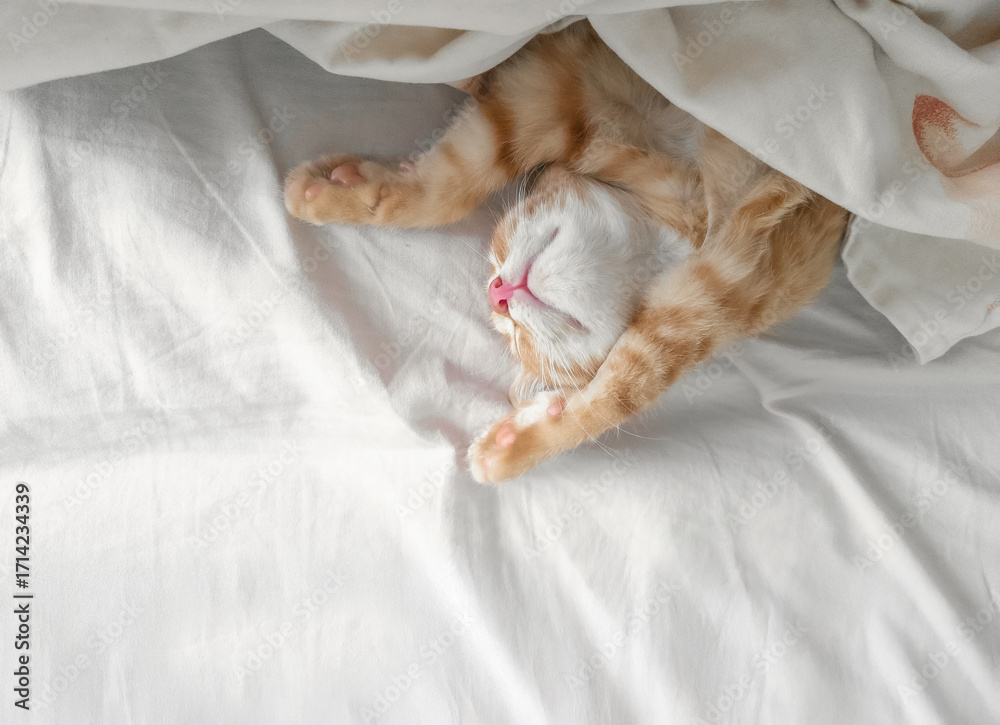 Obraz premium Ginger kitten sleeps on white bed with paws up. Sweet dreams, good night concept. Pet concept.