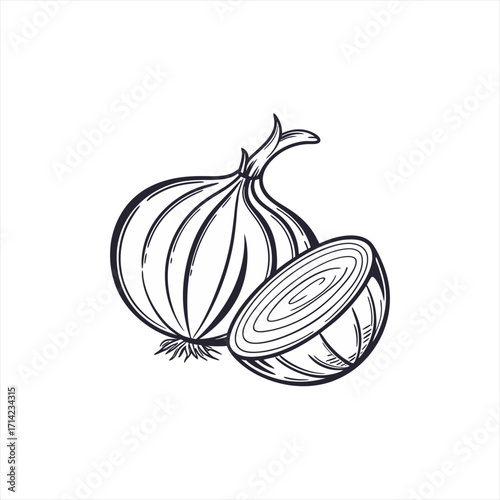 Hand drawn sketch of a whole onion and a halved onion on a white background