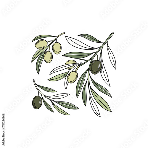 Hand drawn olive branches with green and black olives on a white background