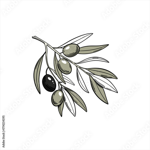 Hand drawn olive branch with green and black olives and leaves