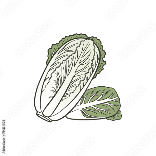 Fresh napa cabbage illustration isolated on white background