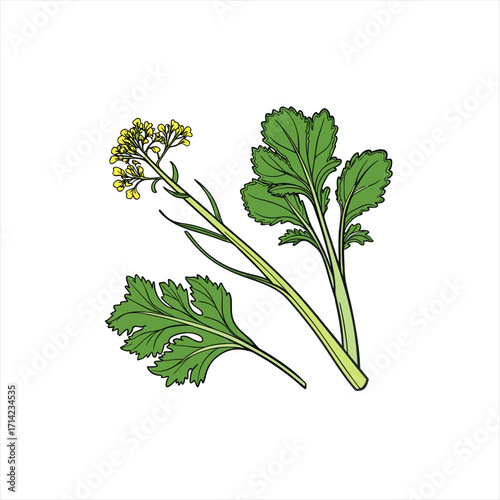 Illustration of a mustard plant with green leaves and yellow flowers