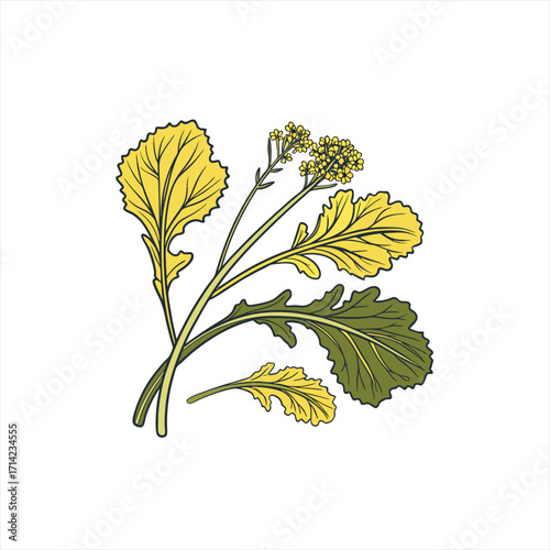 Illustration of mustard greens and yellow flowers