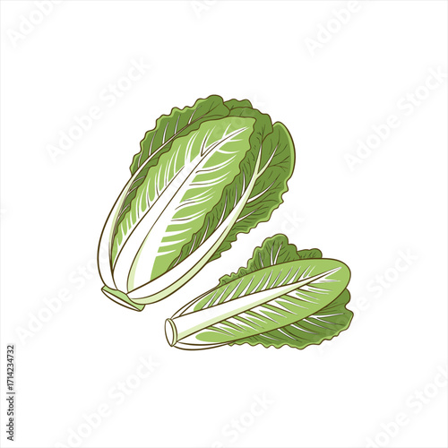Two fresh heads of chinese cabbage on white background