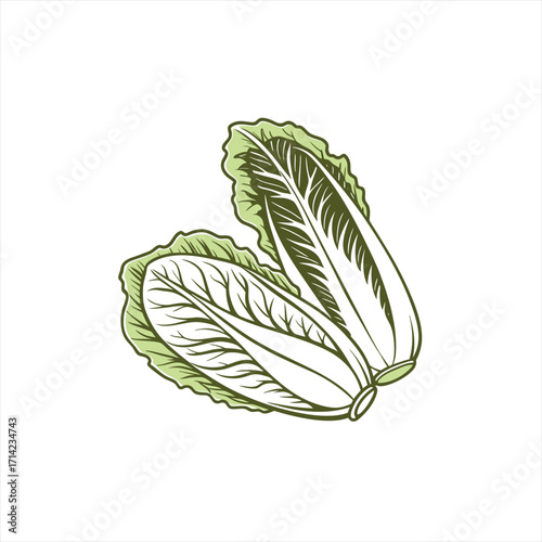 Two fresh napa cabbage leaves isolated on white background