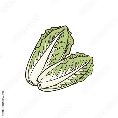 Two fresh heads of romaine lettuce on a white background