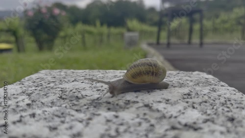 Snail on top of a rock with vegetation in the background.