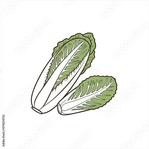 Illustration of two chinese cabbages on a white background