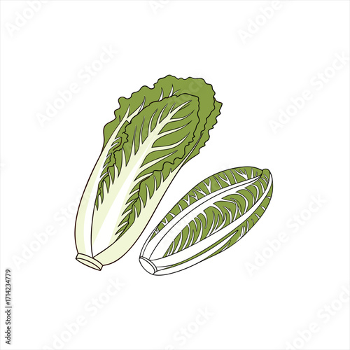 Two fresh green vegetables a napa cabbage and a belgian endive