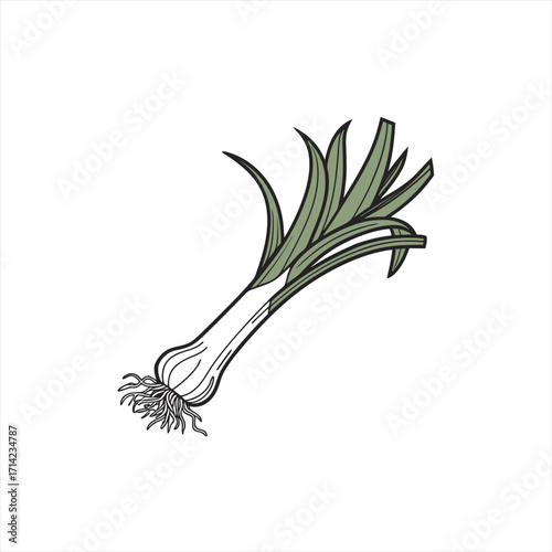 Stylized illustration of a fresh leek vegetable on a white background