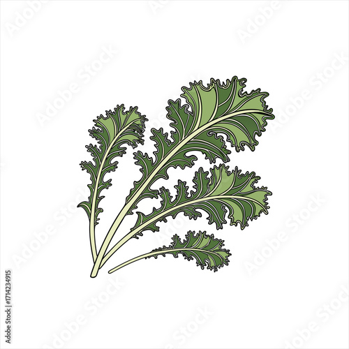 Illustration of a bunch of green kale leaves on a white background