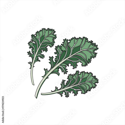 Three green kale leaves with detailed veins on white background