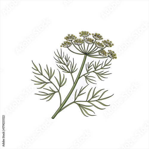 Illustration of a dill plant with feathery leaves and yellow flowers