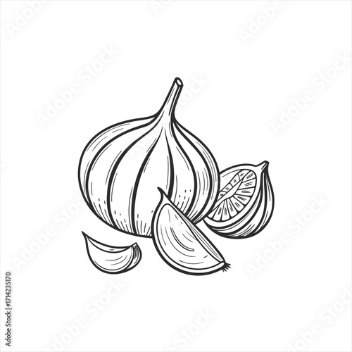 Hand drawn illustration of a garlic bulb with cloves and slices
