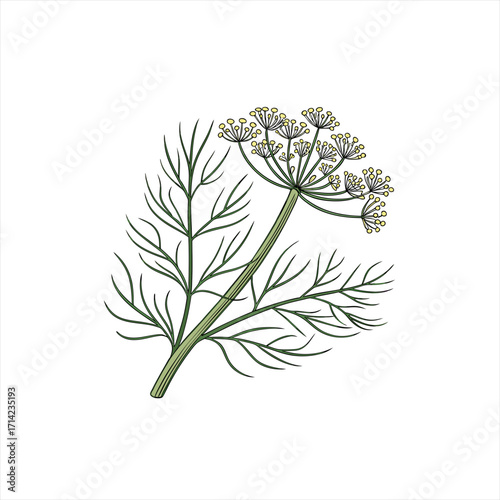 Illustration of a green dill plant with delicate feathery leaves and yellow flowers