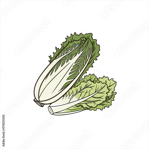 Illustration of two heads of fresh napa cabbage on a white background